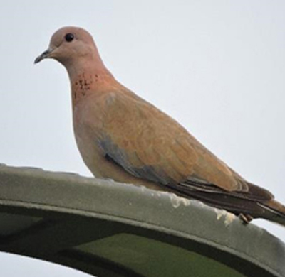 Laughing Dove 