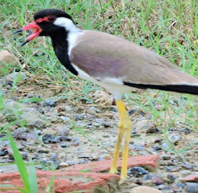 Red-wattled Lapwing ( 