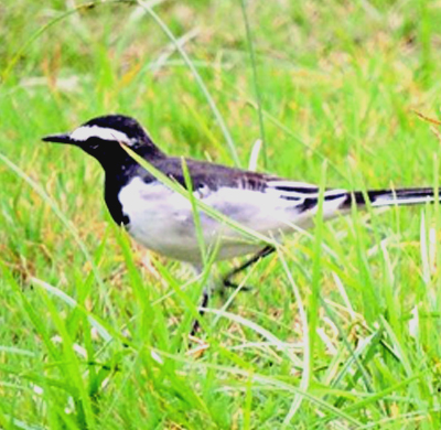 White-browed Wagtail 