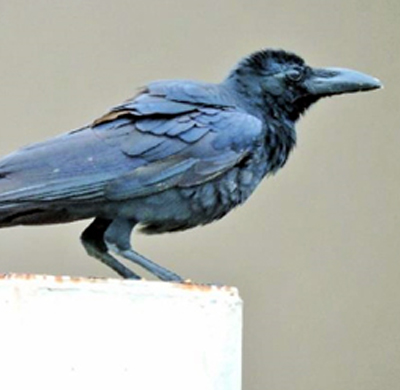 The Indian Jungle - Crow