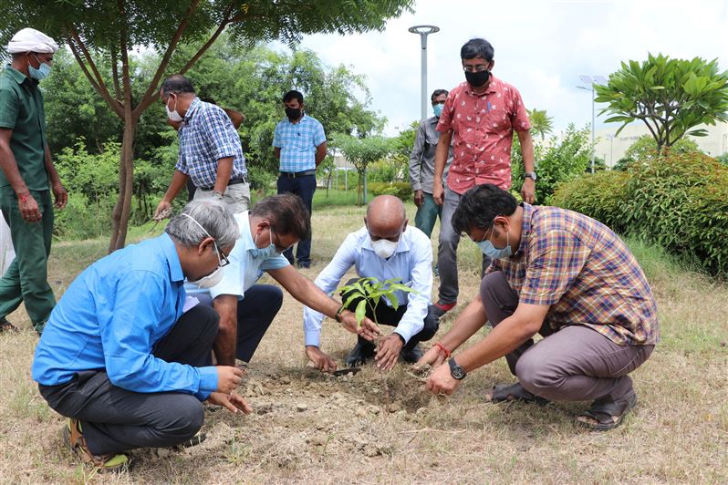 Tree Plantation