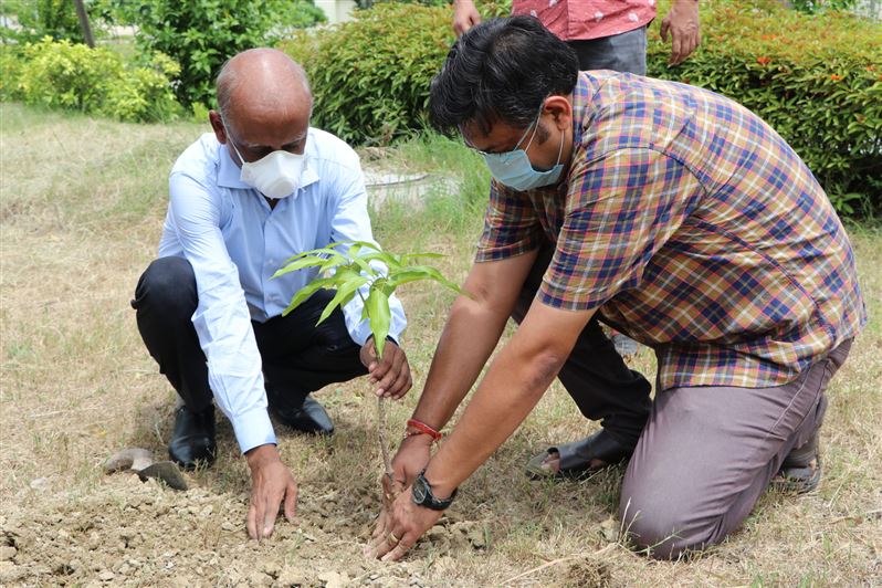 Tree Plantation