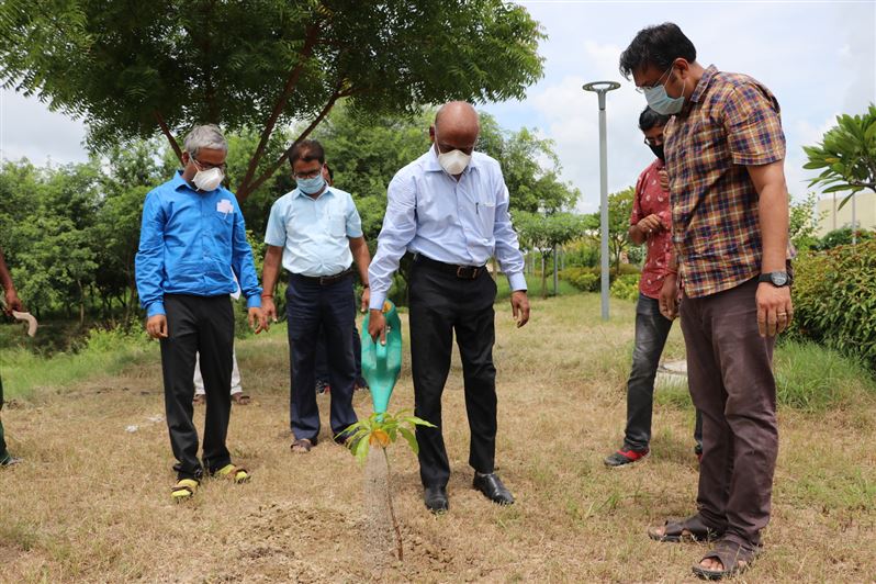 Tree Plantation