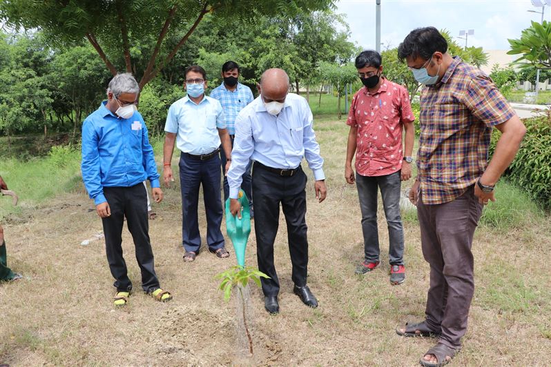 Tree Plantation