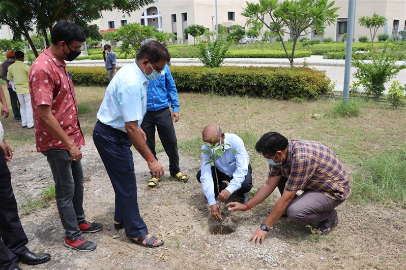 Tree Plantation