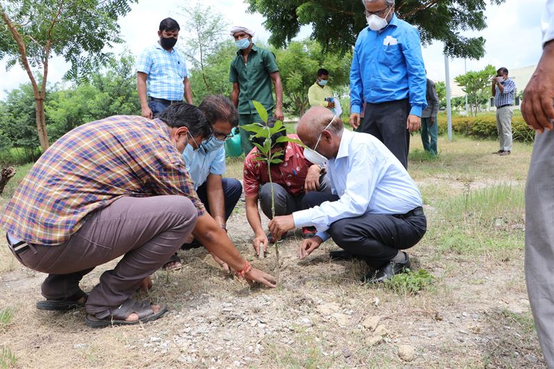 Tree Plantation