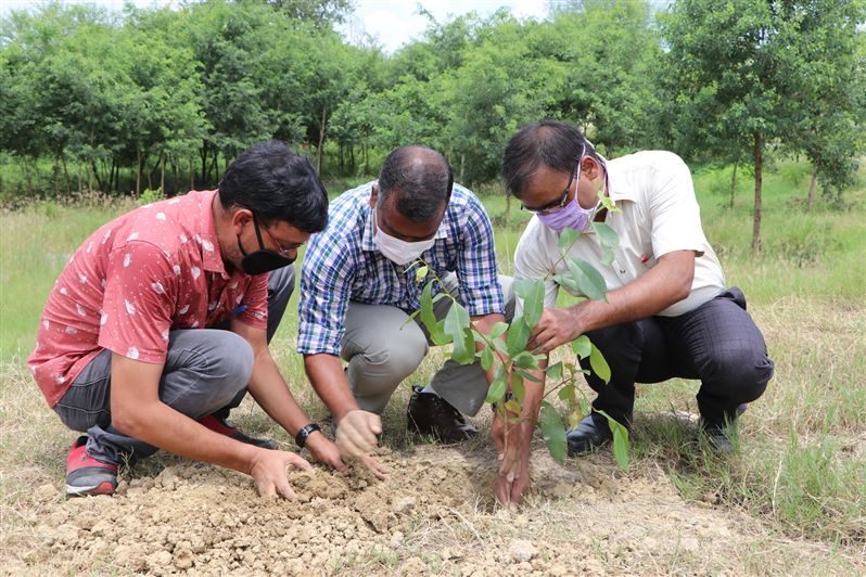 Tree Plantation