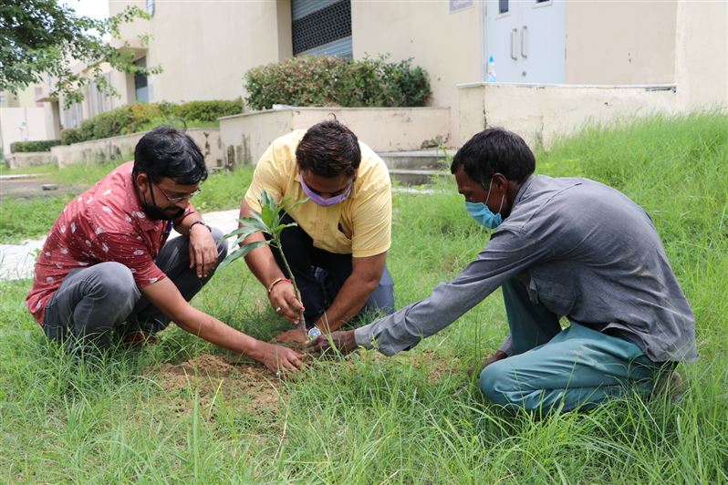 Tree Plantation