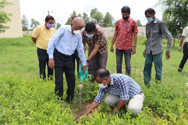 Tree Plantation