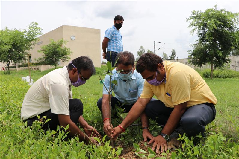 Tree Plantation