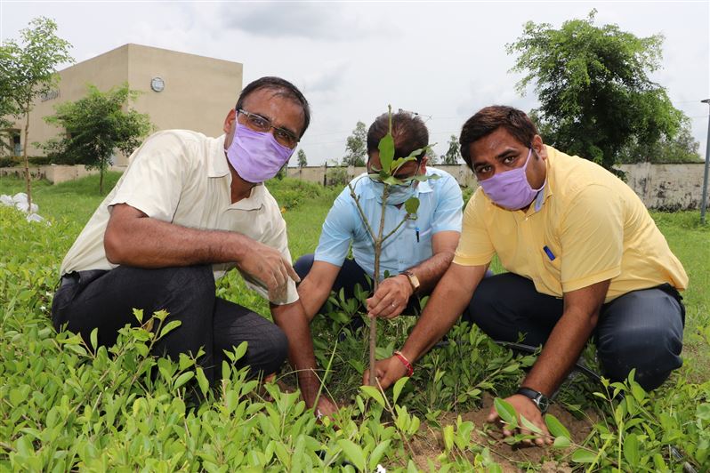 Tree Plantation