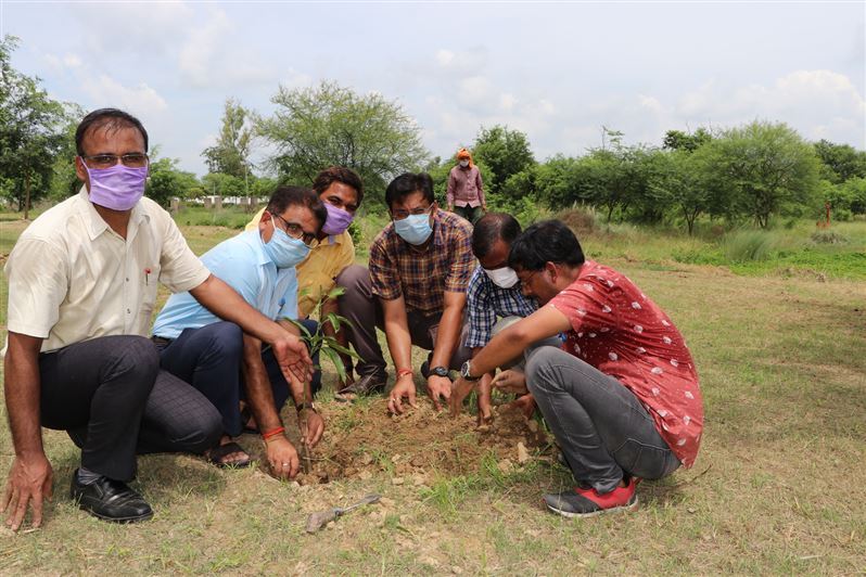 Tree Plantation