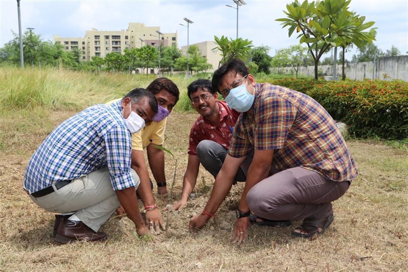 Tree Plantation